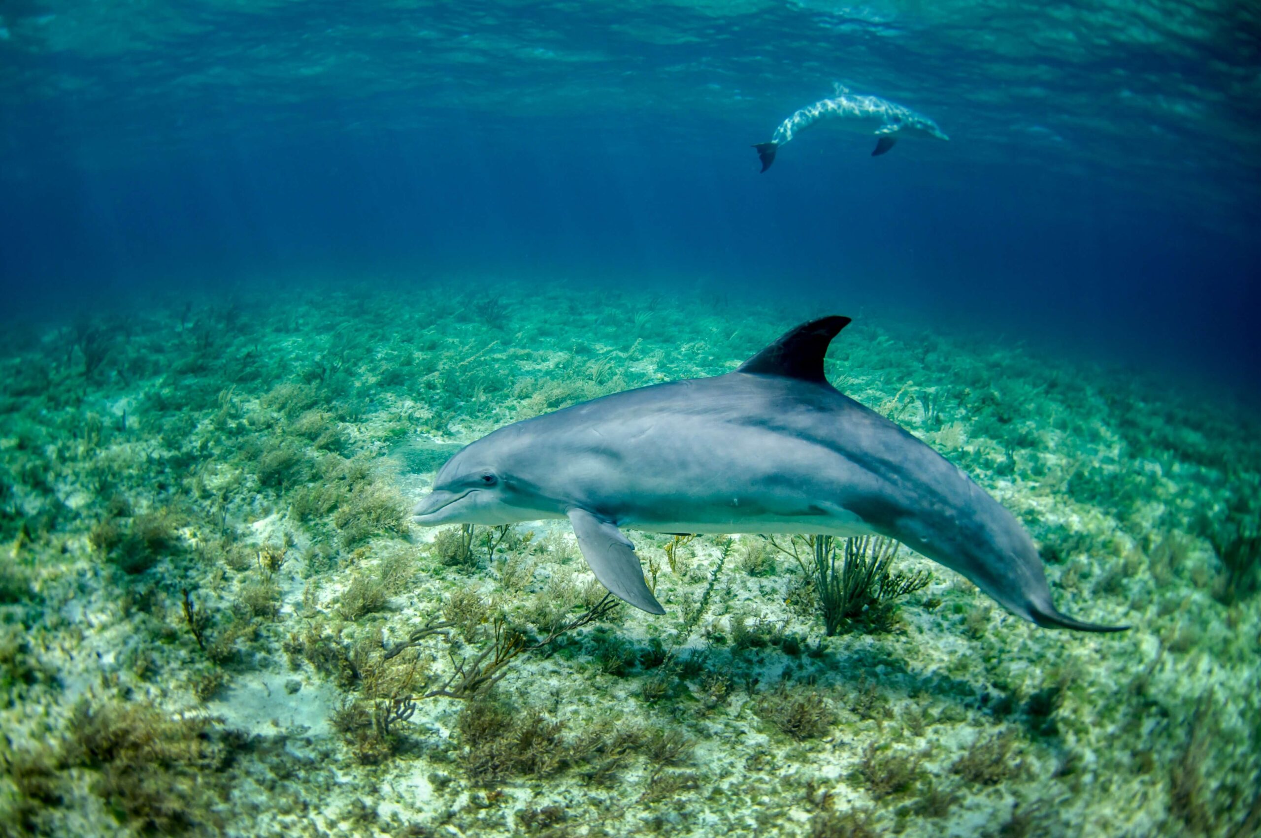 Dolphin therian